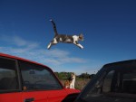 『岩合光昭の世界ネコ歩き』写真