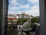 『岩合光昭の世界ネコ歩き』写真