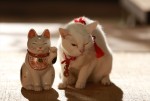 『猫侍 SEASON 2』WEB初出し写真