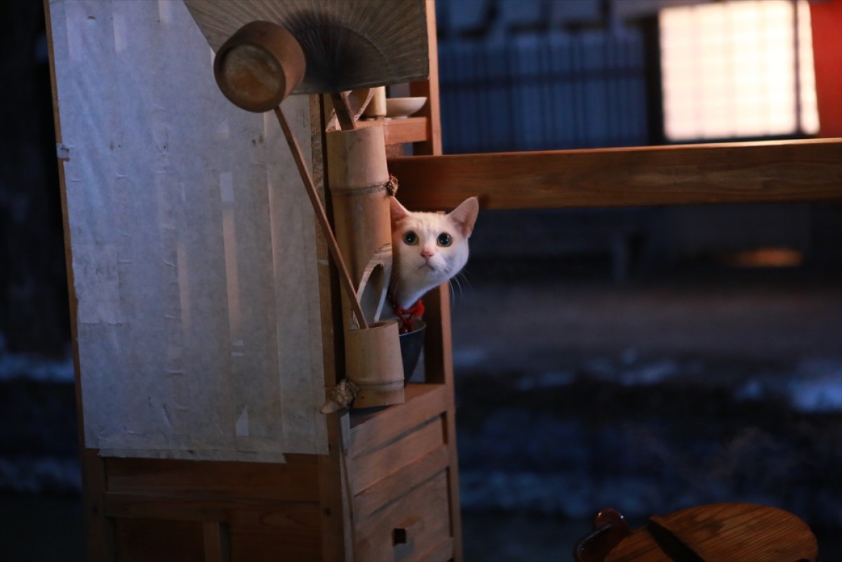 『猫侍 SEASON 2』フォト特集！ ネコ好き悶絶必至の写真満載