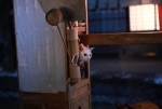 『猫侍 SEASON 2』WEB初出し写真