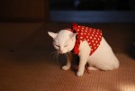 『猫侍 SEASON 2』WEB初出し写真