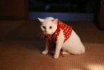 『猫侍 SEASON 2』WEB初出し写真