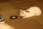 『猫侍 SEASON 2』WEB初出し写真