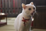 『猫侍 SEASON 2』WEB初出し写真