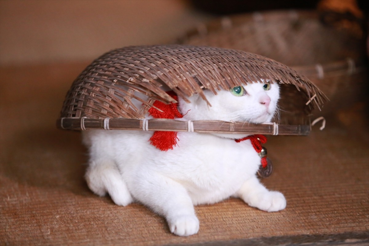 『猫侍 SEASON 2』フォト特集！ ネコ好き悶絶必至の写真満載