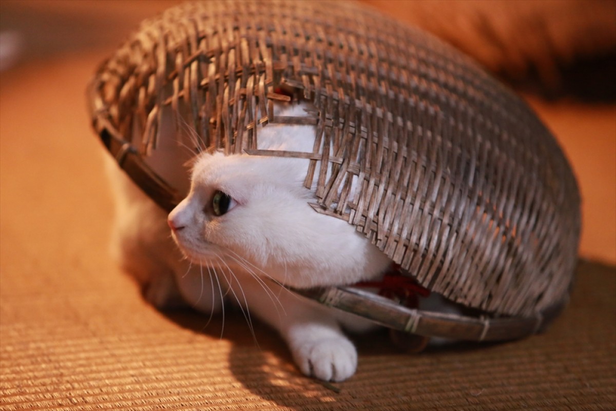『猫侍 SEASON 2』フォト特集！ ネコ好き悶絶必至の写真満載