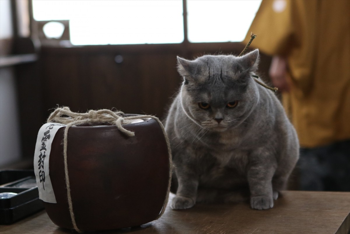 『猫侍 SEASON 2』フォト特集！ ネコ好き悶絶必至の写真満載