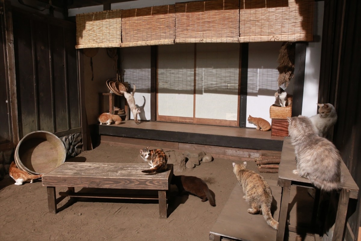 『猫侍 SEASON 2』フォト特集！ ネコ好き悶絶必至の写真満載