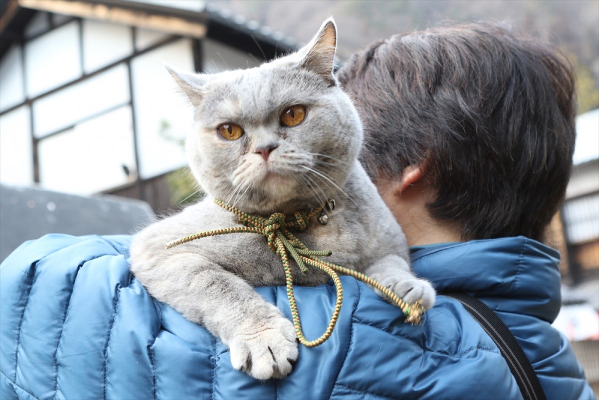 『猫侍 SEASON 2』フォト特集！ ネコ好き悶絶必至の写真満載