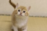 『猫侍SEASON2』WEB初出し写真