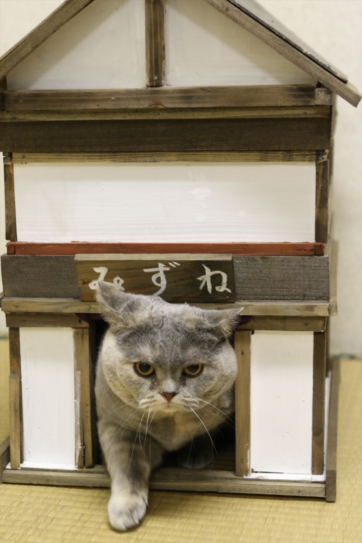 『猫侍 SEASON 2』フォト特集！ ネコ好き悶絶必至の写真満載