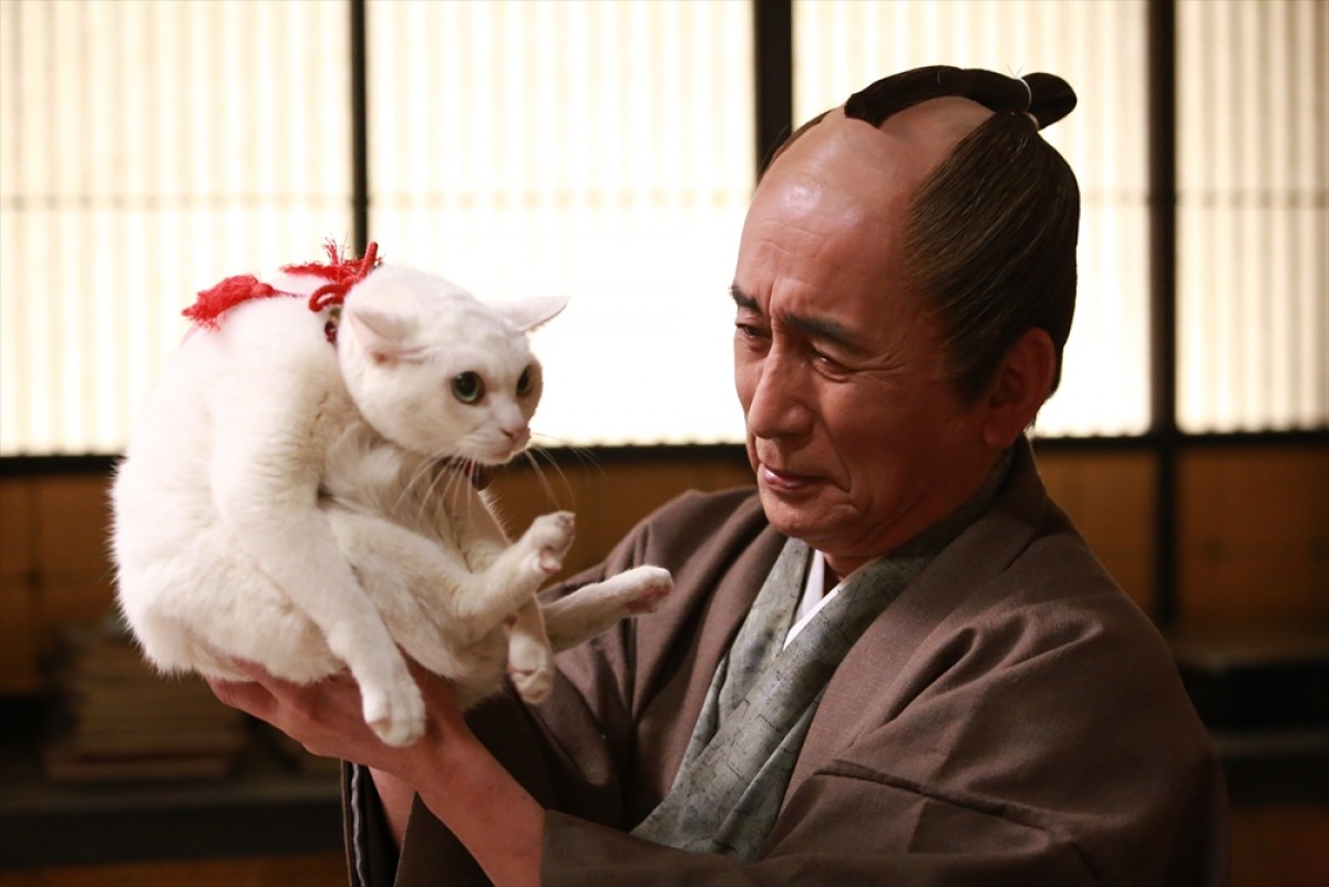 『猫侍 SEASON 2』フォト特集！ ネコ好き悶絶必至の写真満載