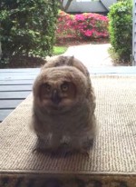 ＜動画＞ふくろうの赤ちゃんが玄関先で待っていた