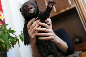 飢えから救われた赤ちゃんクマ、回復して愛くるしいポーズ連発