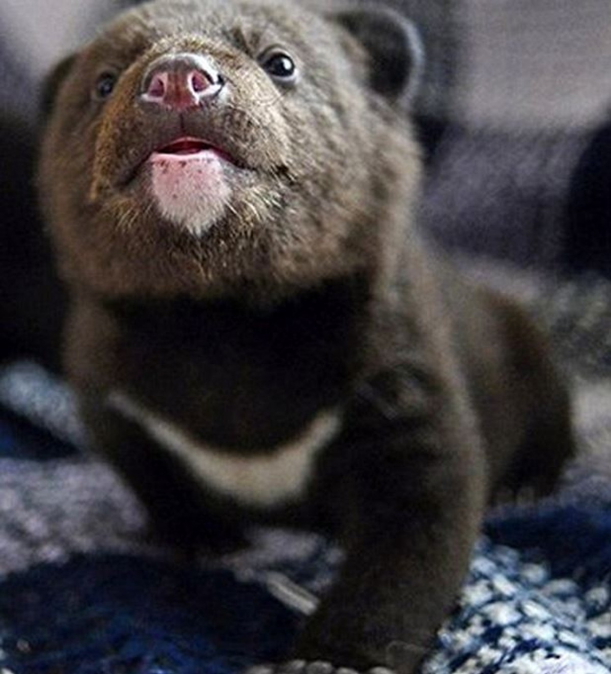 飢えから救われた赤ちゃんクマ、回復して愛くるしいポーズ連発