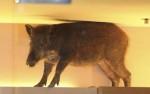 ＜動画＞野生のイノシシ、ショッピングモールに参上！予期せぬ “客” に売り場騒然