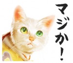 『猫侍』LINEスタンプ