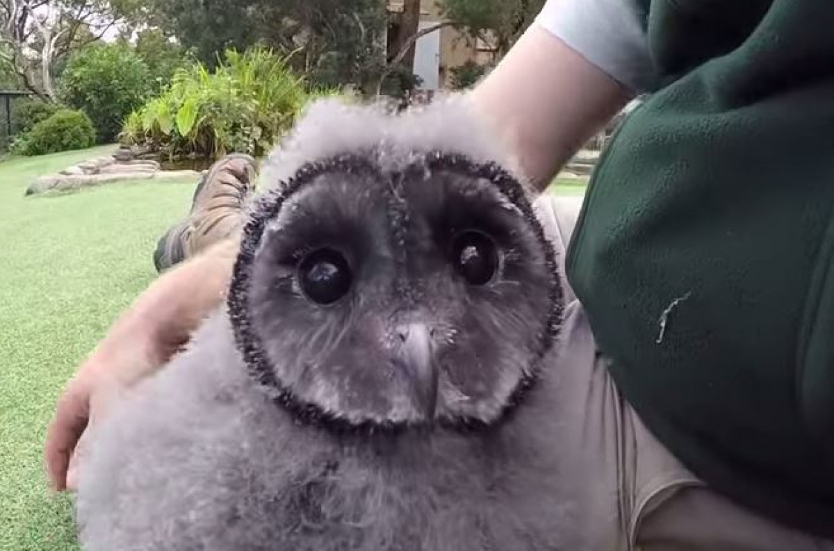 ハート型の顔が可愛い！　ふわっふわフクロウの赤ちゃんがお披露目