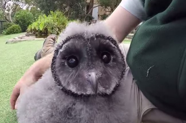 フクロウの赤ちゃん・グリフィン