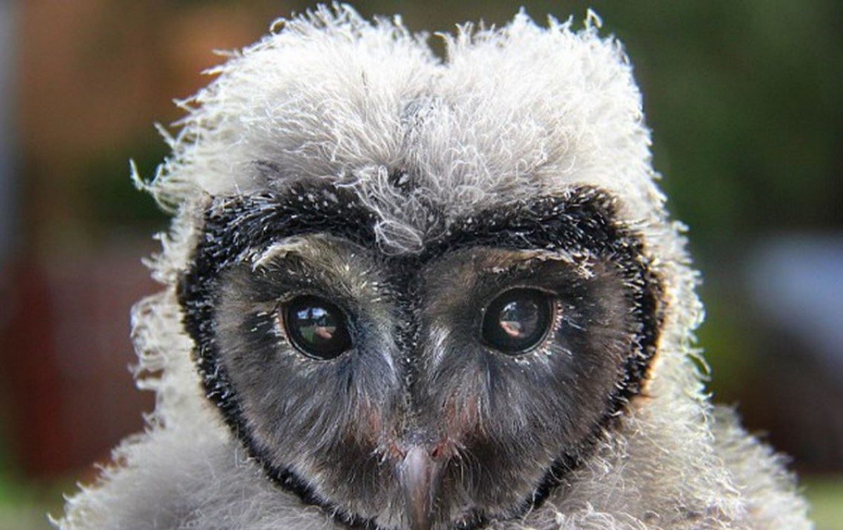 ハート型の顔が可愛い！　ふわっふわフクロウの赤ちゃんがお披露目