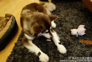中国大富豪の息子、愛犬の両足に計300万円の時計装着　ネット上に批難の声