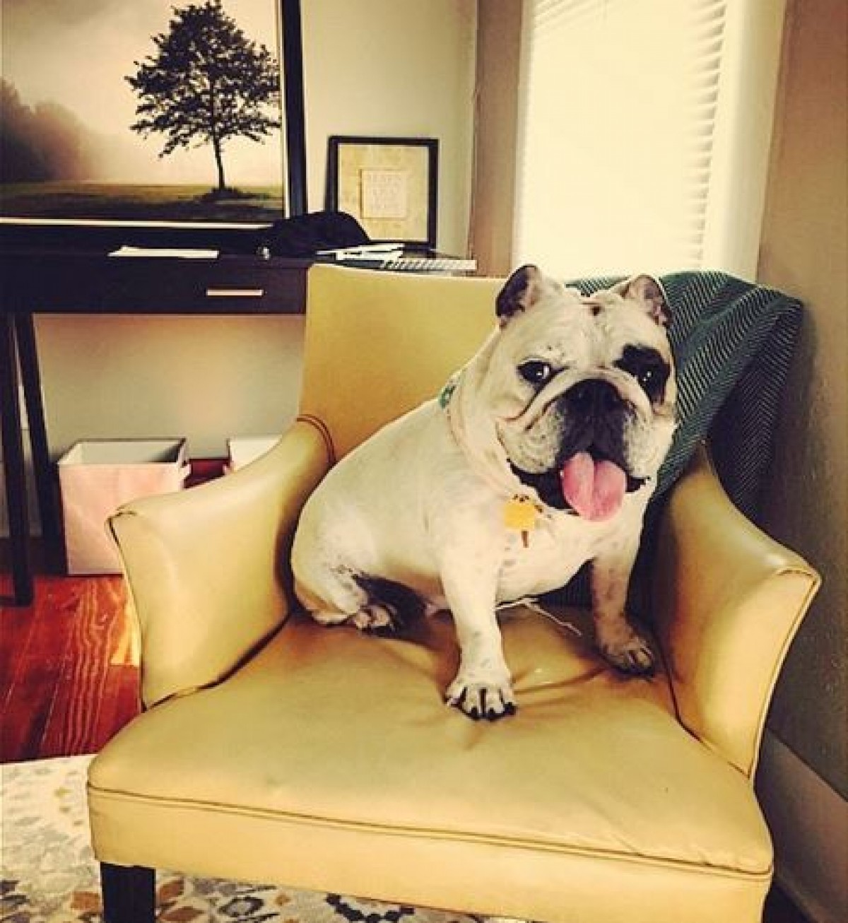 無邪気なワンちゃんに癒される！インスタのハッシュタグ＃therapydogが人気　