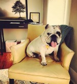 ＃therapydogのハッシュタグで人気のセラピー犬