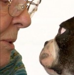＃therapydogのハッシュタグで人気のセラピー犬