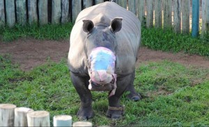 密猟者にツノを奪われたサイを保護　“希望” と名づける