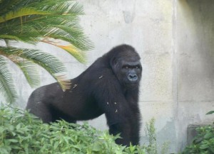 イケメン過ぎるゴリラが海外でも話題に！「ジョージ・クルーニーのよう」