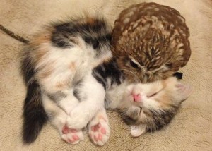 【写真】ニャンコとフクロウの添い寝に世界がキュン！ふわふわ×もふもふコンビが話題