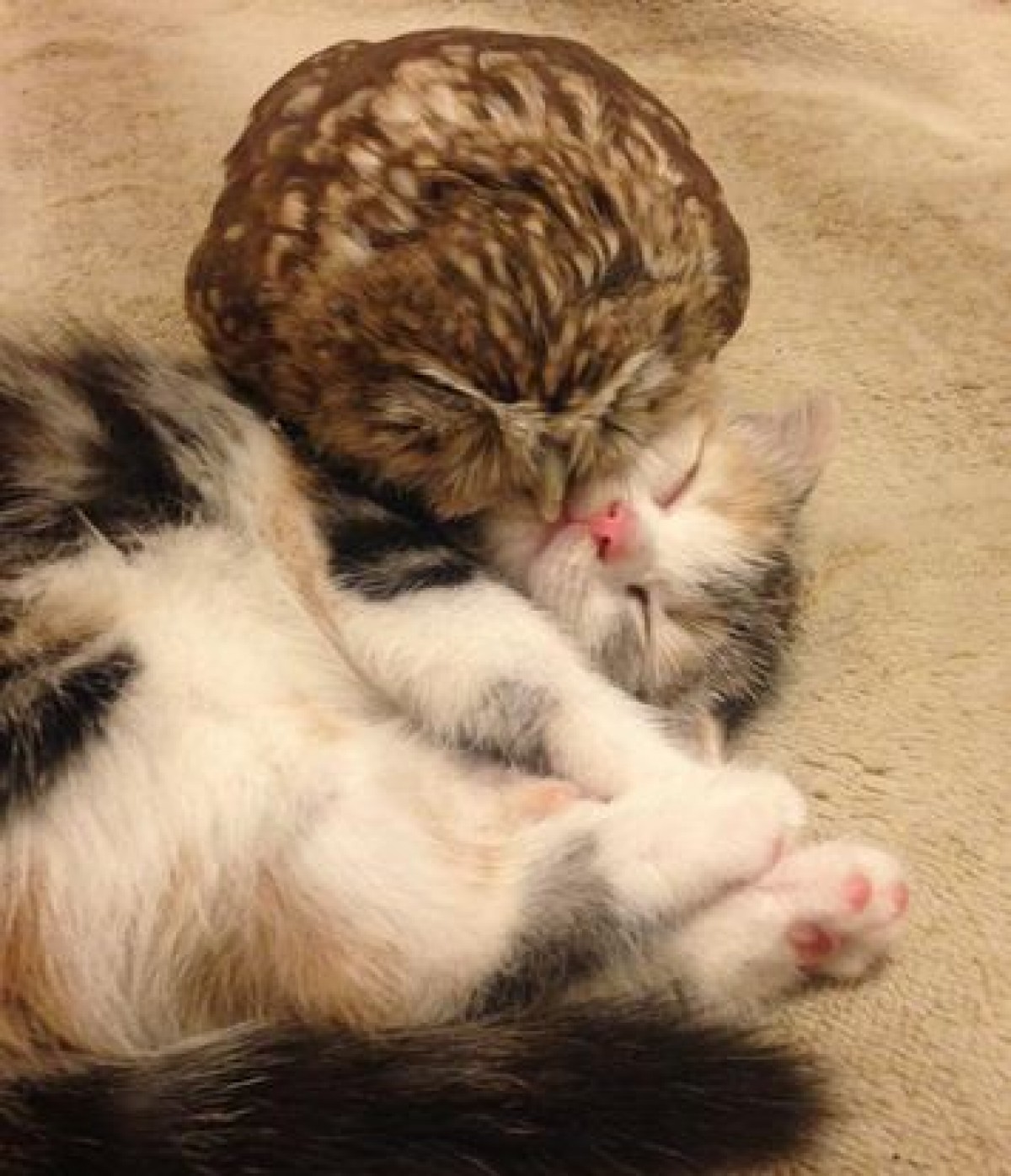 ニャンコとフクロウの添い寝に世界がキュン！ふわふわ×もふもふコンビが話題