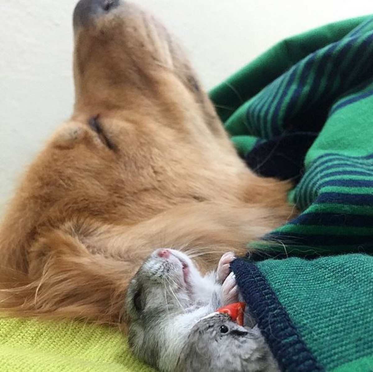 寝る時も一緒！　犬・ハム・小鳥の仲良しぶりに世界が夢中