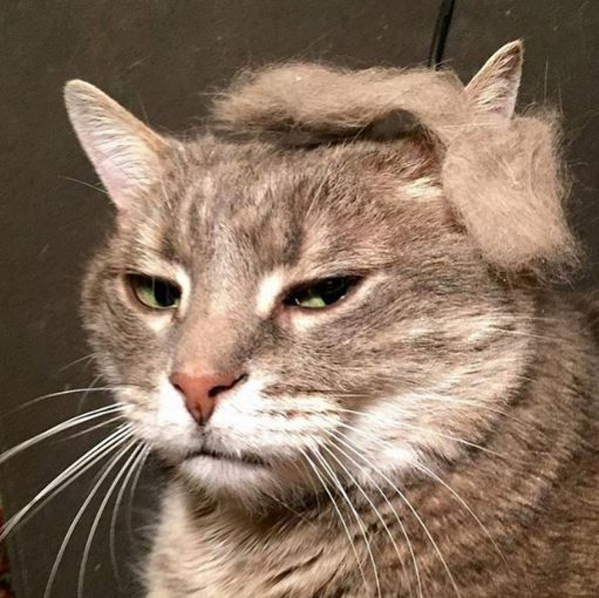 地毛のウィッグがおしゃれ！ 　ねこ界でアメリカ実業家のヘアスタイルが人気