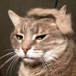 地毛のウィッグがおしゃれ！ 　ねこ界でアメリカ実業家のヘアスタイルが人気
