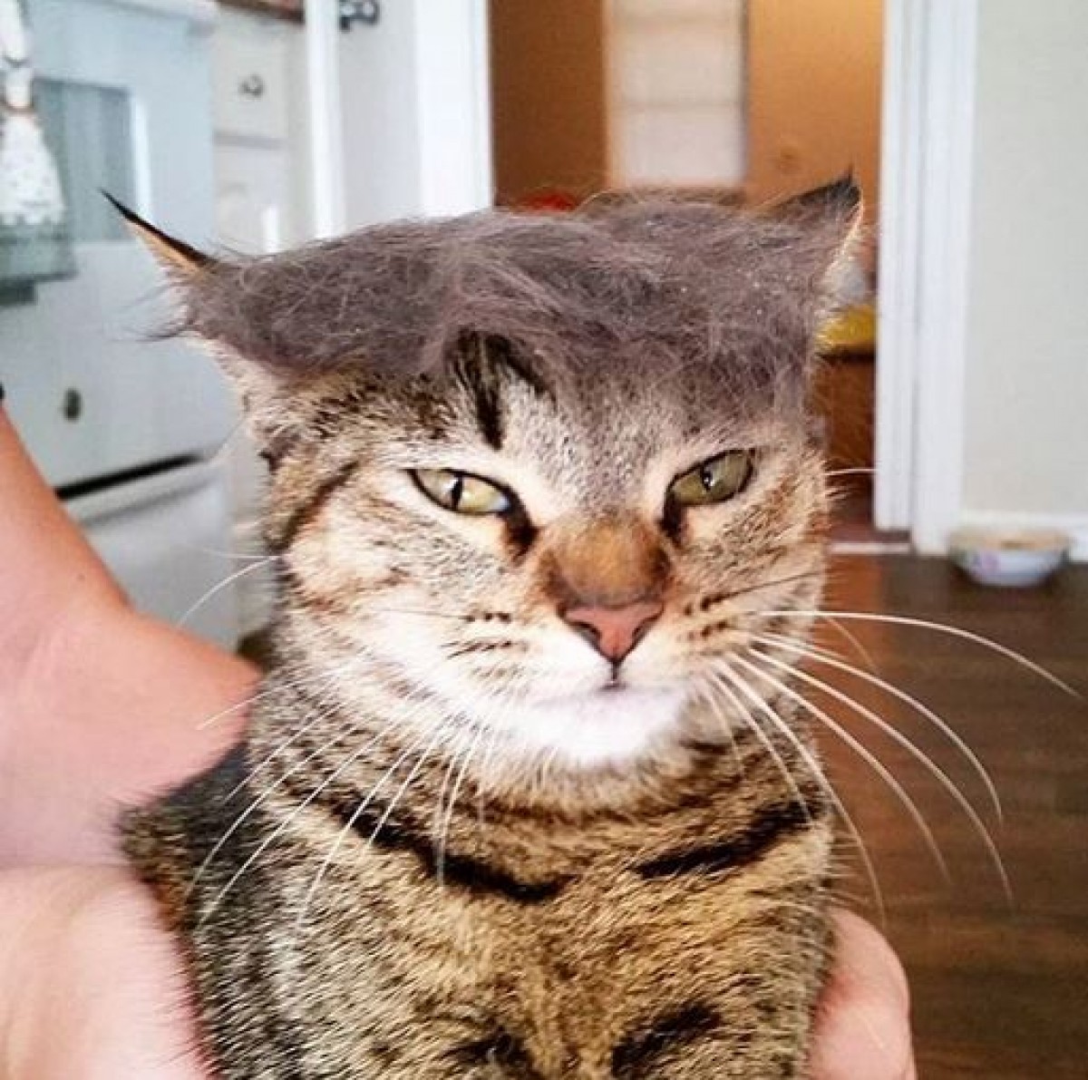 地毛のウィッグがおしゃれ！ 　ねこ界でアメリカ実業家のヘアスタイルが人気
