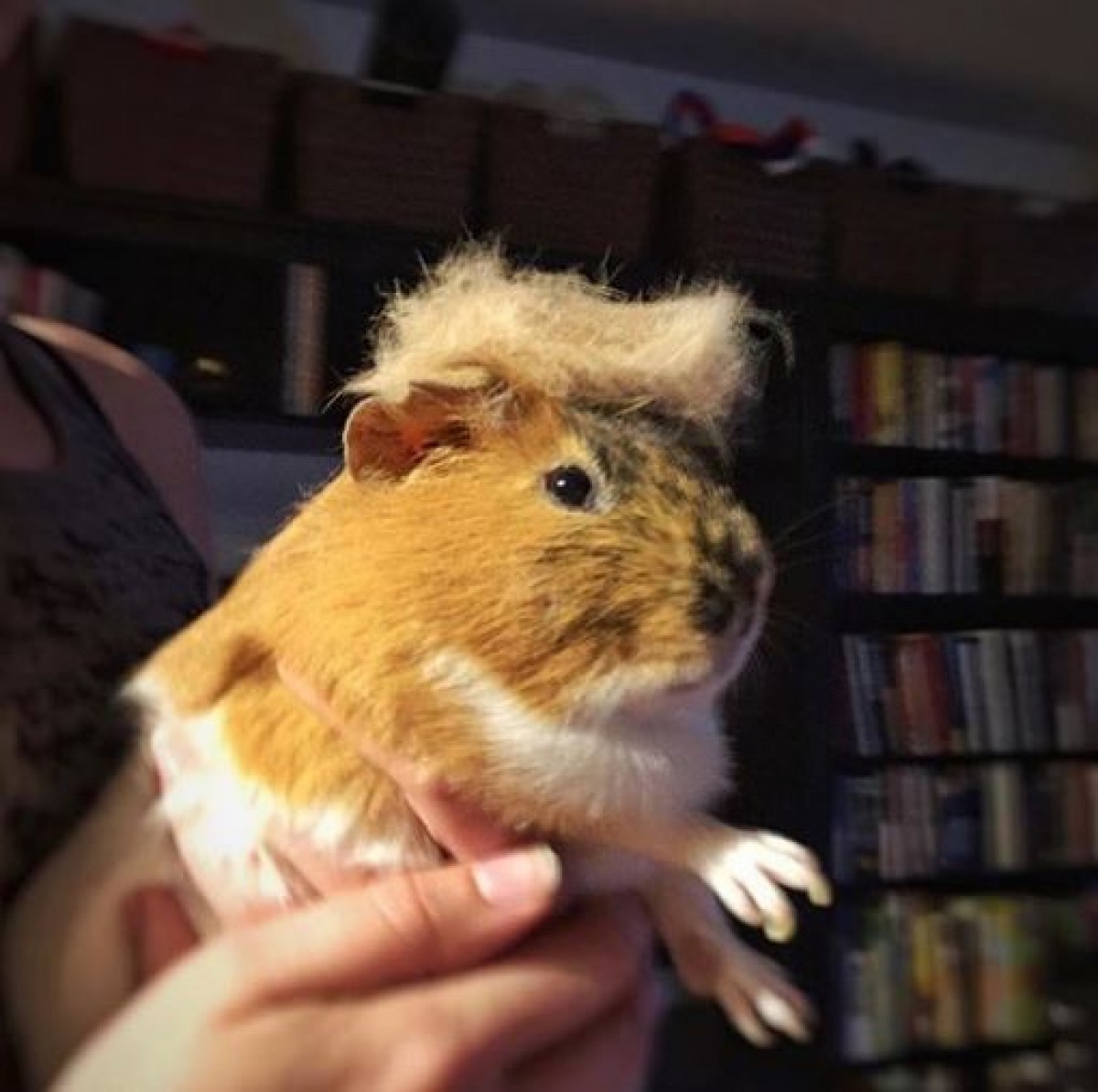 地毛のウィッグがおしゃれ！ 　ねこ界でアメリカ実業家のヘアスタイルが人気