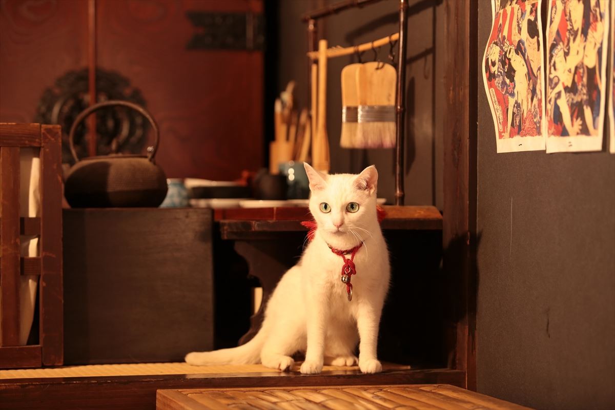『猫侍』ネコだらけスピンオフDVD発売！人気猫・あなご＆春馬のオフショット収録