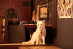 『いやし猫DVD 猫侍　玉之丞ときどき春馬』場面写真