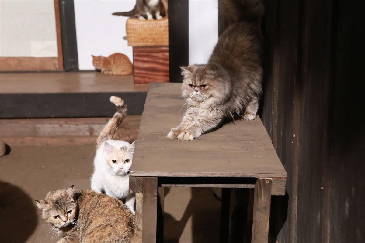 『猫侍』ネコだらけスピンオフDVD発売！人気猫・あなご＆春馬のオフショット収録