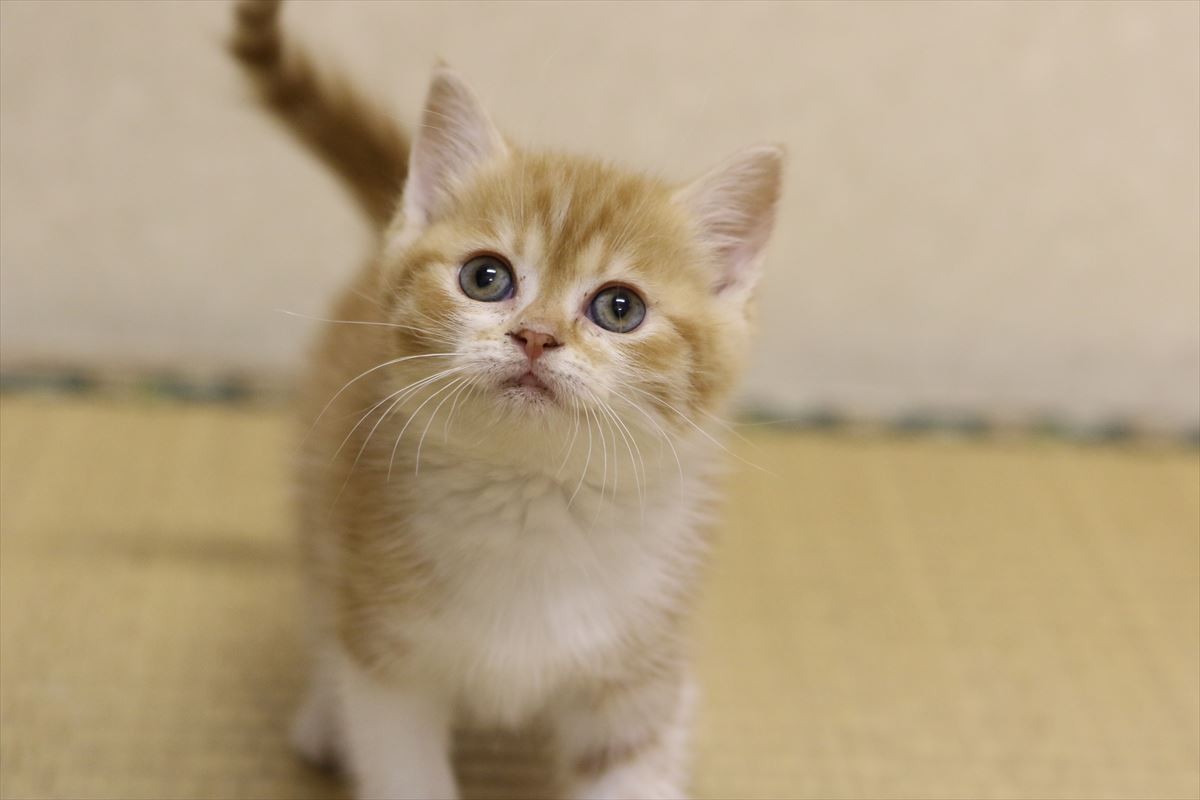 『猫侍』ネコだらけスピンオフDVD発売！人気猫・あなご＆春馬のオフショット収録