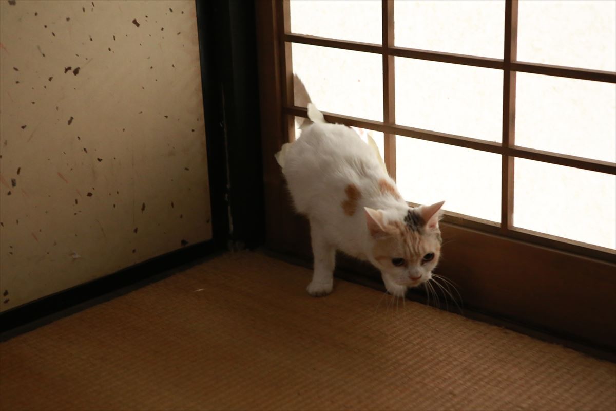 『猫侍』ネコだらけスピンオフDVD発売！人気猫・あなご＆春馬のオフショット収録