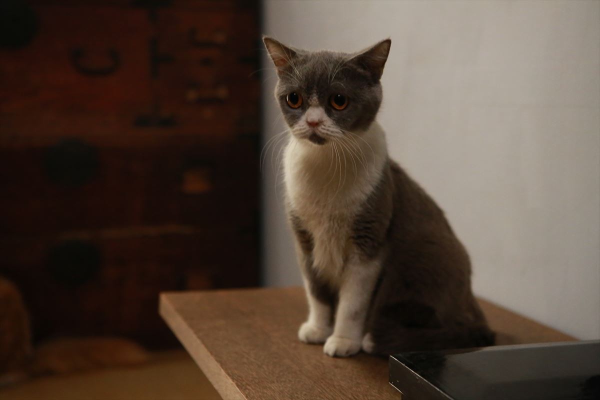 『猫侍』ネコだらけスピンオフDVD発売！人気猫・あなご＆春馬のオフショット収録