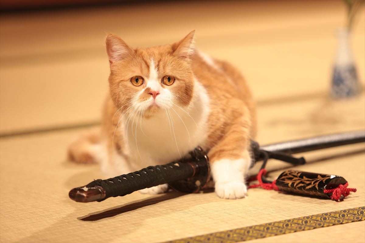 『猫侍』ネコだらけスピンオフDVD発売！人気猫・あなご＆春馬のオフショット収録