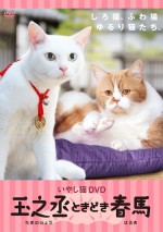 『猫侍』ネコだらけスピンオフDVD発売！人気猫・あなご＆春馬のオフショット収録