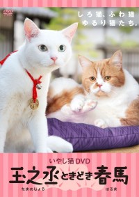 『いやし猫DVD 猫侍　玉之丞ときどき春馬』8月20日先行発売開始