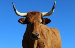 世界一うまいステーキ・ベスト10を決める究極の “肉ドキュメンタリー” 公開決定！