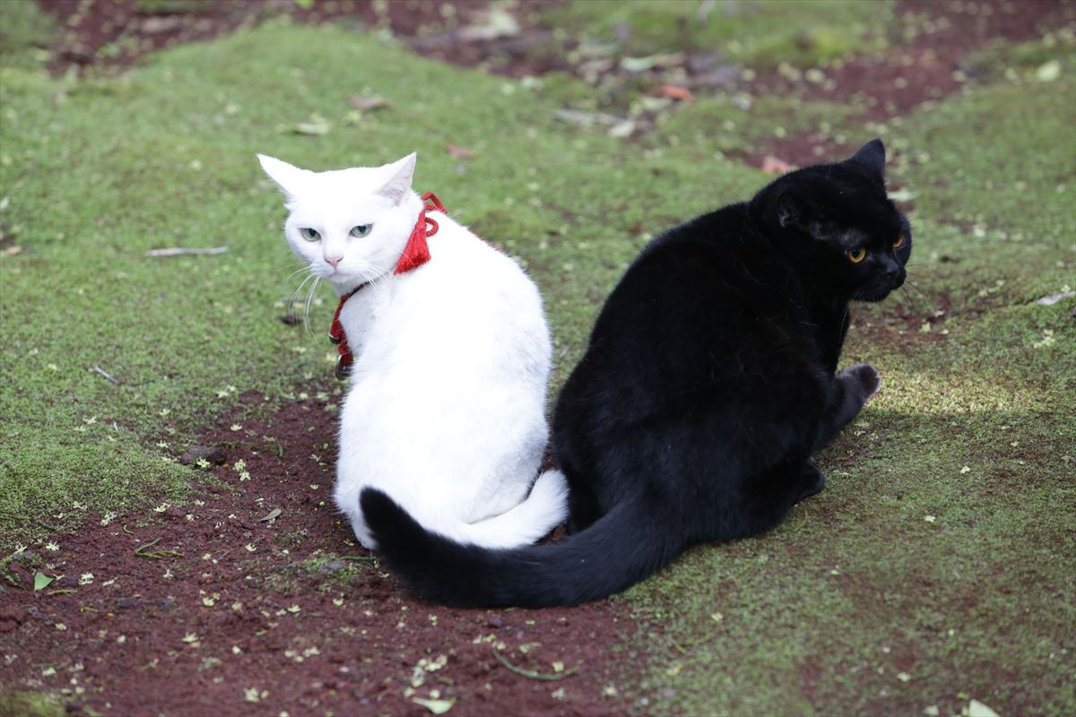 映画『猫侍』萌える新ビジュアル解禁！ 白猫・玉之丞＆黒猫とのラブラブ写真も公開