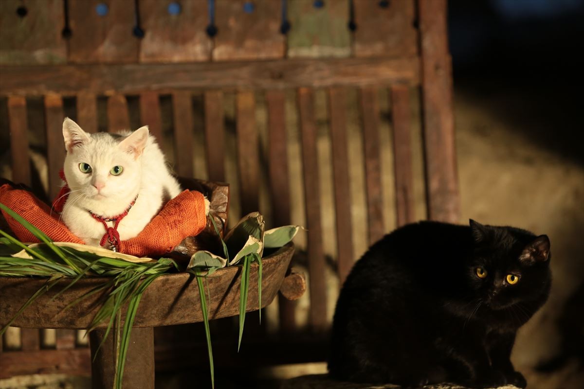 映画『猫侍』萌える新ビジュアル解禁！ 白猫・玉之丞＆黒猫とのラブラブ写真も公開
